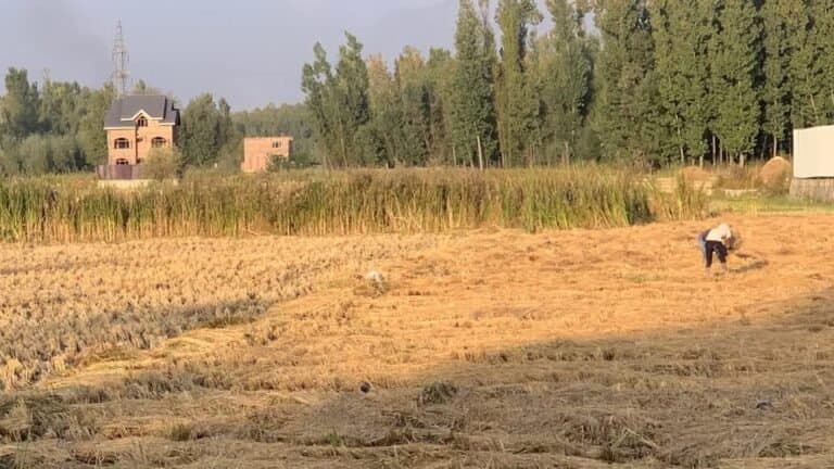 جموں کشمیر: زرعی زمین پر تعمیرات، ماہرین کی سخت وارننگ