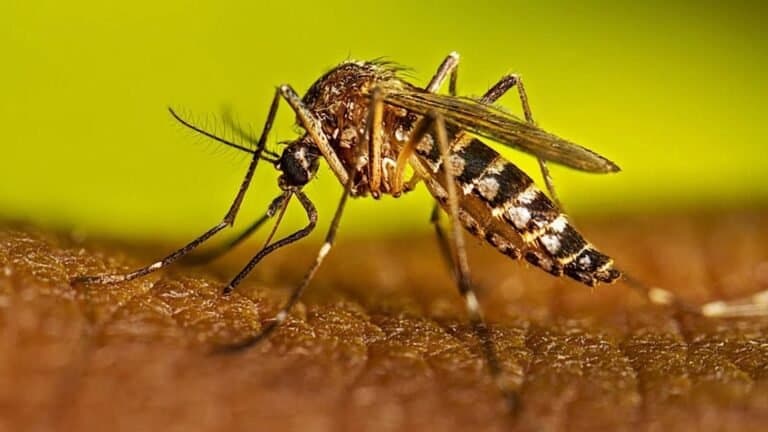 KP Reports Highest Daily Dengue Tally of 2026: 99 Cases
