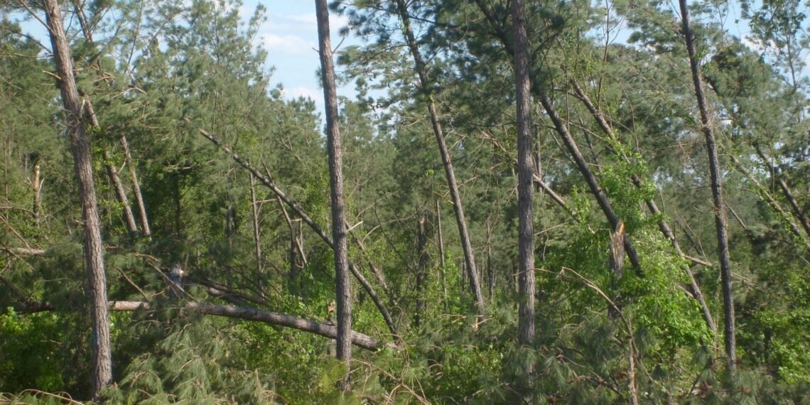 Shafiq arrested for forest damage; case registered.