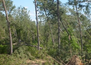 Shafiq arrested for forest damage; case registered.