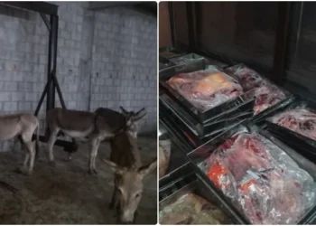 Donkey Meat Export Plot Uncovered