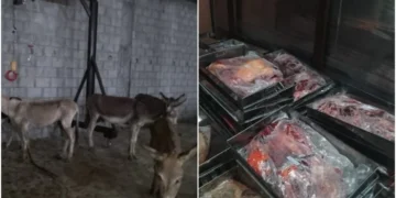 Donkey Meat Export Plot Uncovered