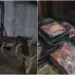 Donkey Meat Export Plot Uncovered