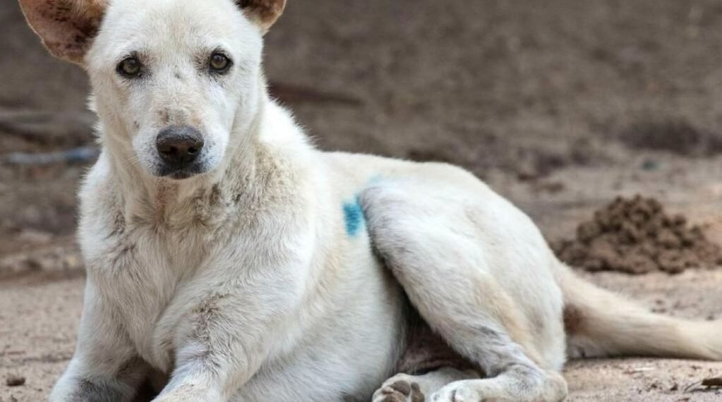 Stray Dogs in Mirpur Injure Citizens, Action Urged