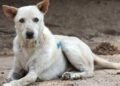 Stray Dogs in Mirpur Injure Citizens, Action Urged