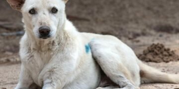 Stray Dogs in Mirpur Injure Citizens, Action Urged