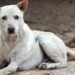 Stray Dogs in Mirpur Injure Citizens, Action Urged