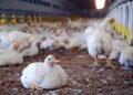 Interest-Free Financing Proposal to Strengthen Punjab’s Poultry Sector