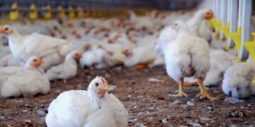 Interest-Free Financing Proposal to Strengthen Punjab’s Poultry Sector