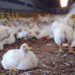 Interest-Free Financing Proposal to Strengthen Punjab’s Poultry Sector